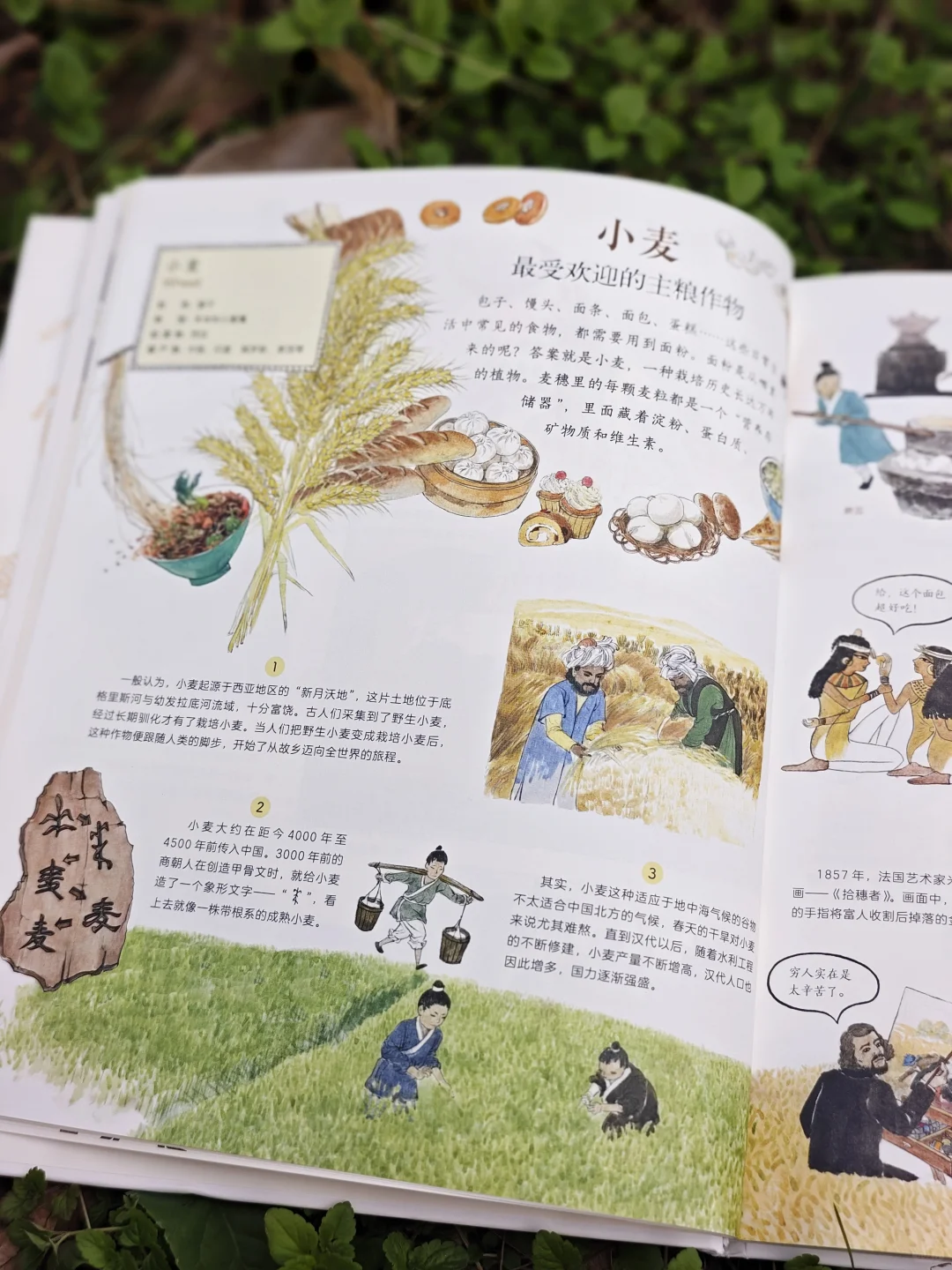 儿童农业科普绘本|纯手绘农作物科普