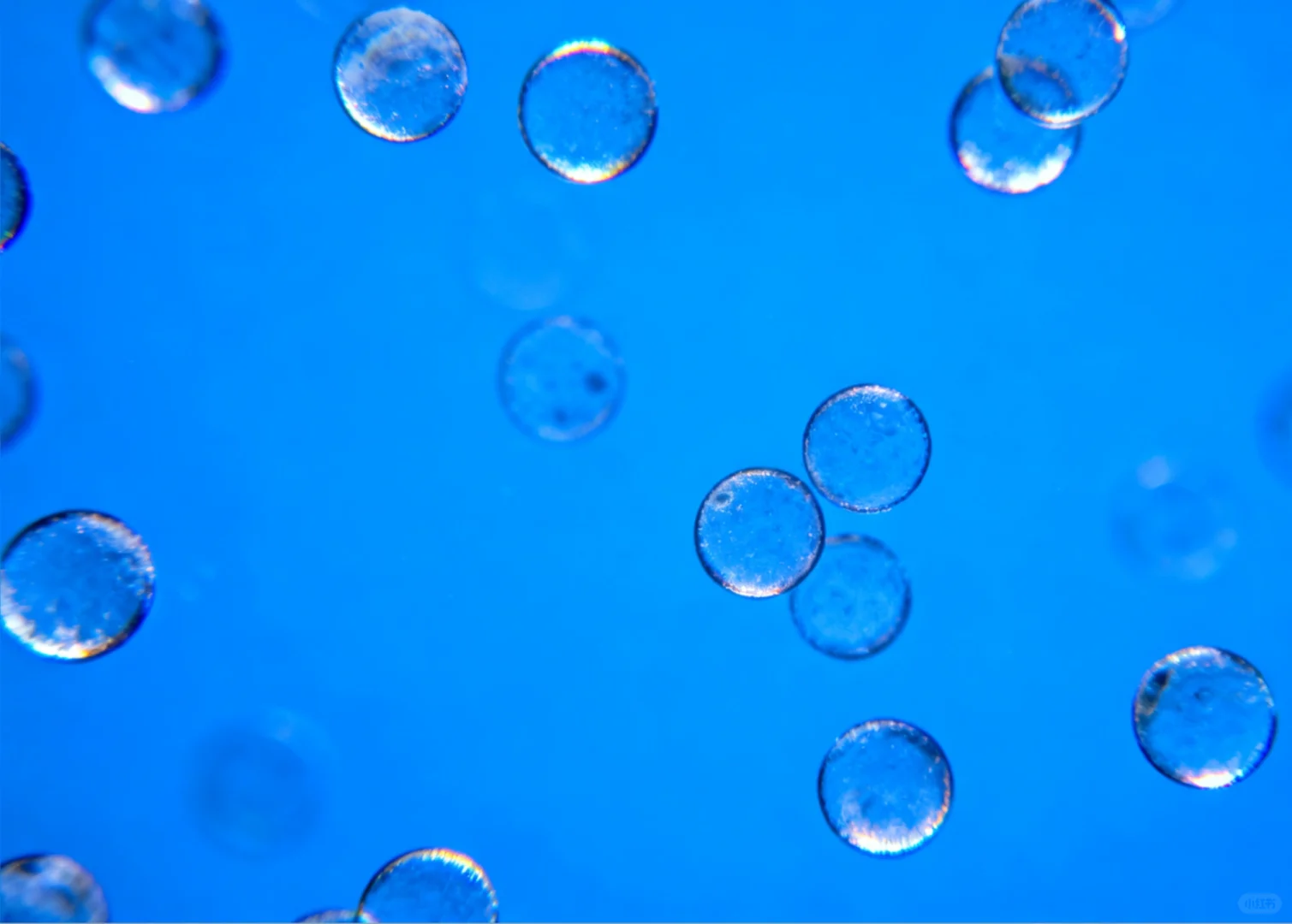 细胞平板克隆实验