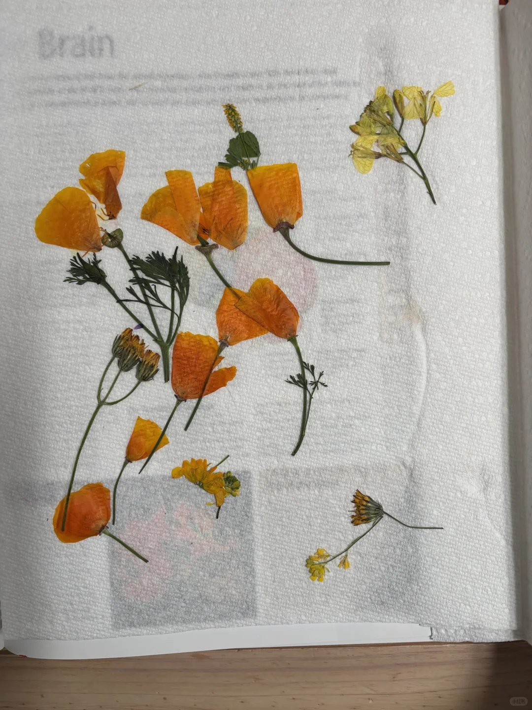 把春天收藏进树脂杯垫