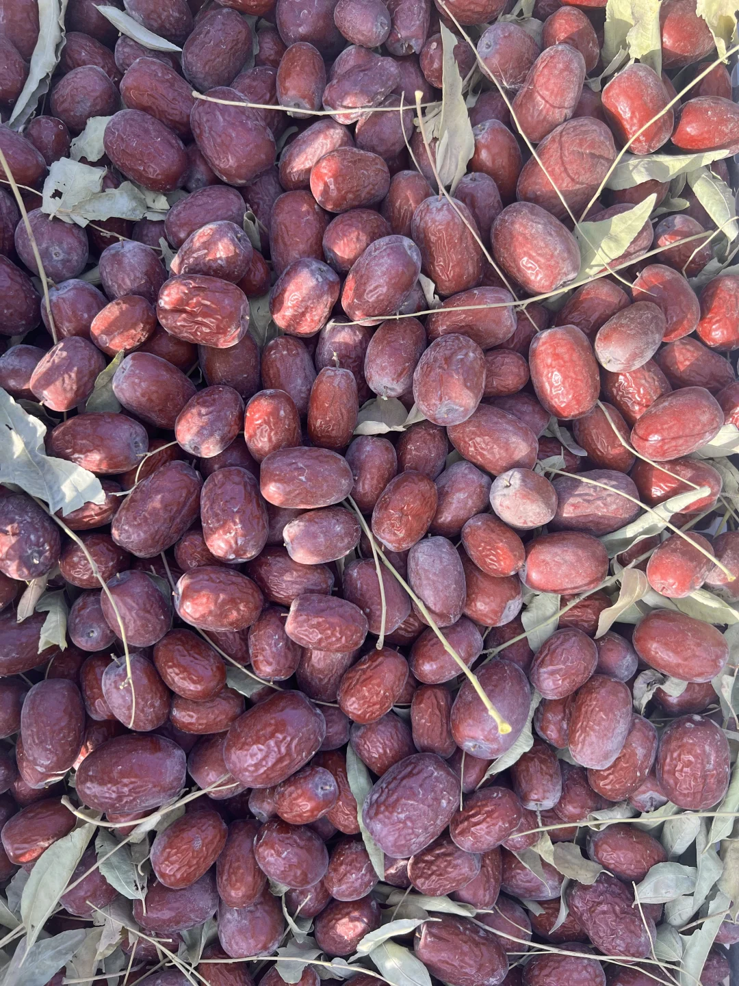 不加工带灰灰枣，嘎嘎甜，亲手采摘