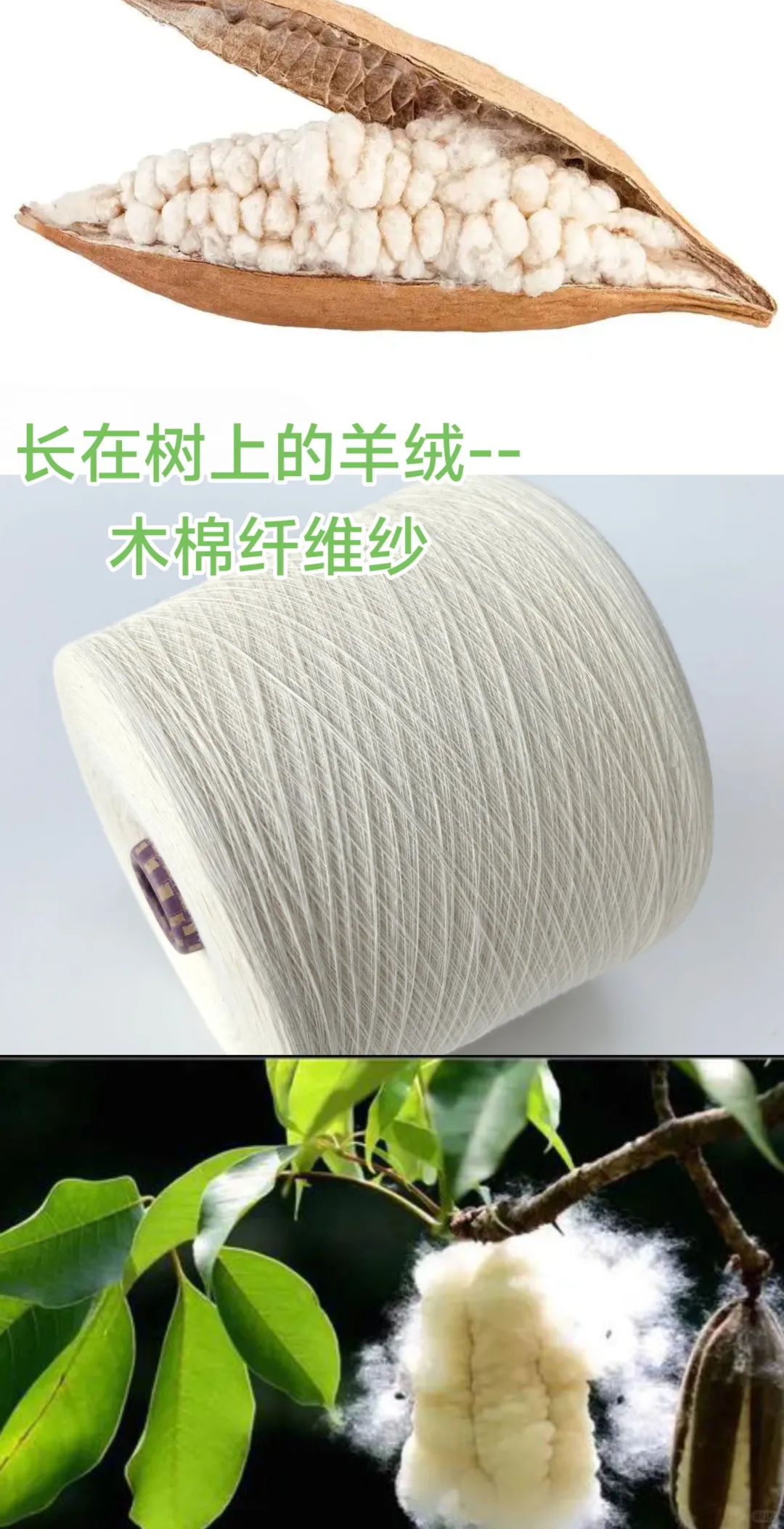 木棉纤维纱—长在树上的天然纤维之宝