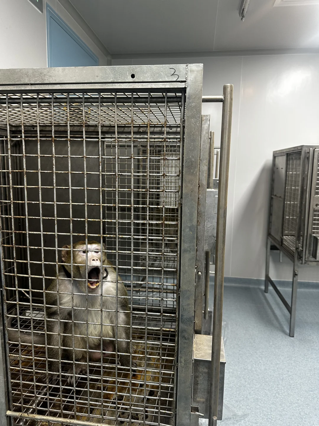 实验动物代养 | 科研路上的贴心小助手✨