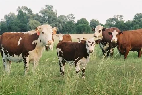 孟加拉国际动保及畜牧展