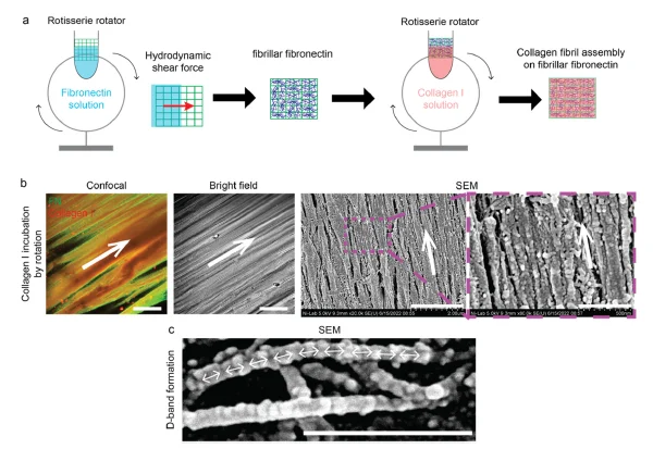 纤维基质调节组织特异性细胞反应