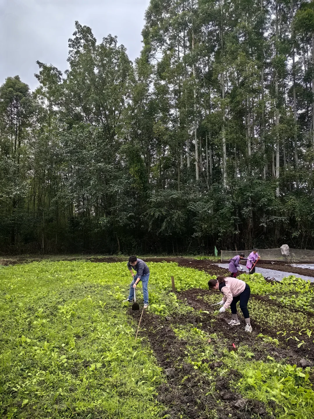 农场首批租户首耕开种啦，大人孩子都很尽兴