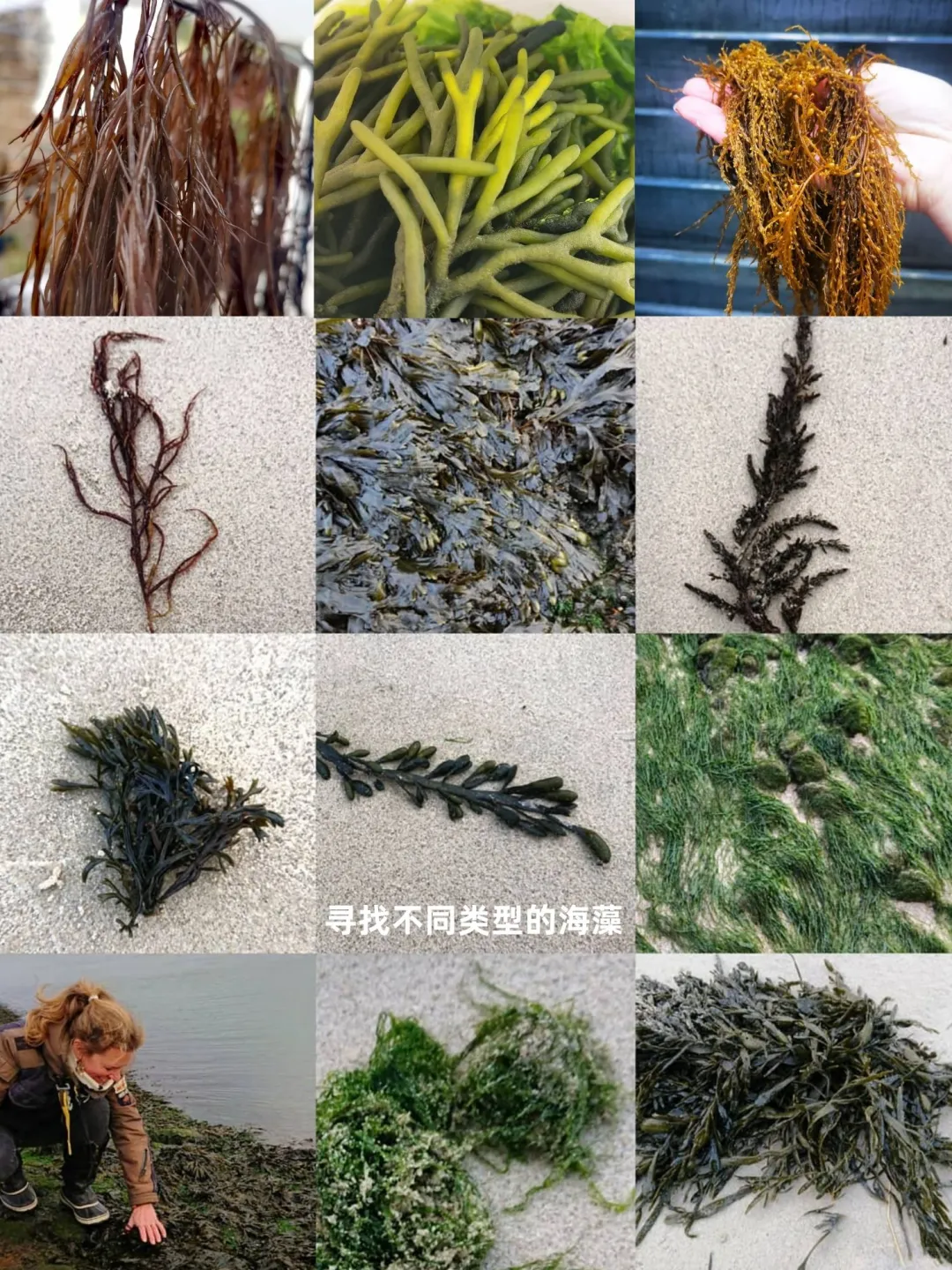 来自海洋的礼物：能吸碳，可降噪，可降解