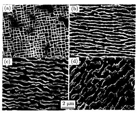 求助:镍基单晶高温合金微结构分析