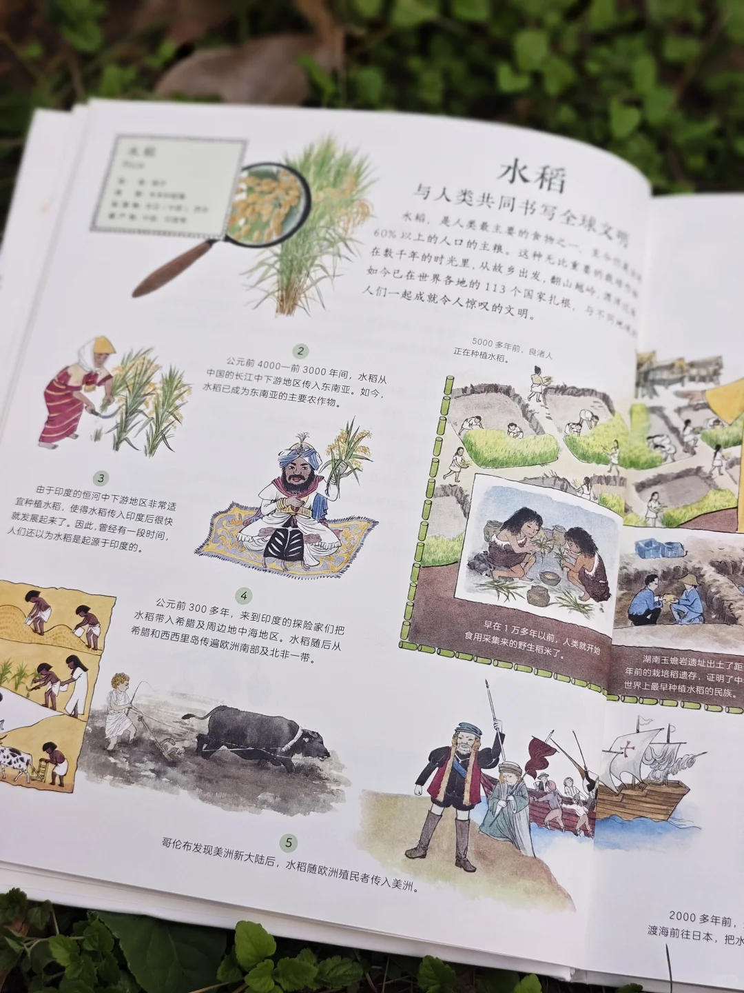 儿童农业科普绘本|纯手绘农作物科普