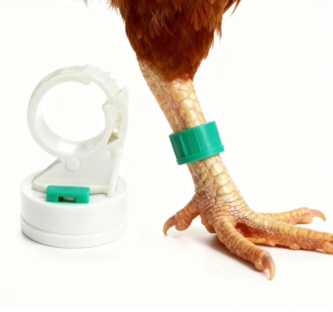 养殖黑科技智能脚环，守护家禽健康每一环！