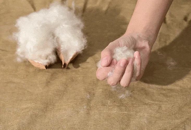 木棉纤维纱—长在树上的天然纤维之宝