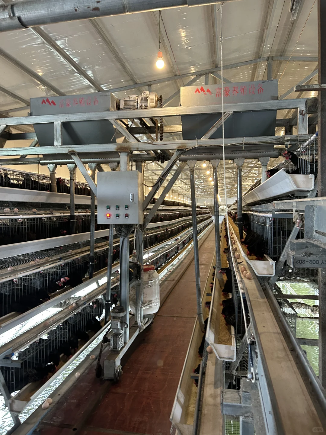 全自动化循环养鸡?，新型副业？