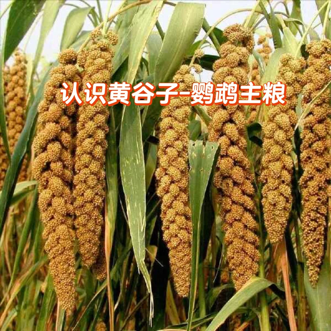 黄谷子-鹦鹉主粮