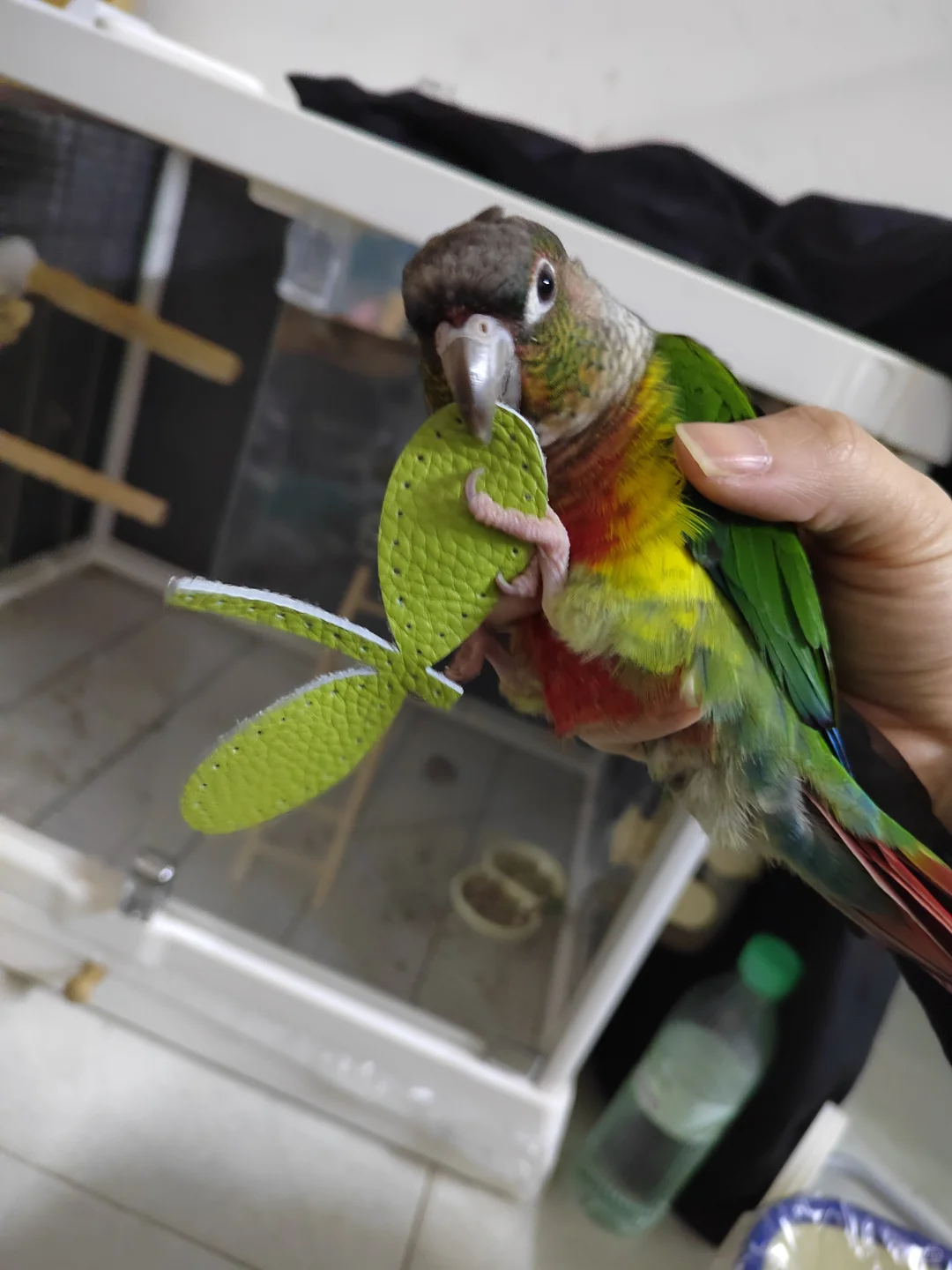 当“手艺人”养鸡每天的日常