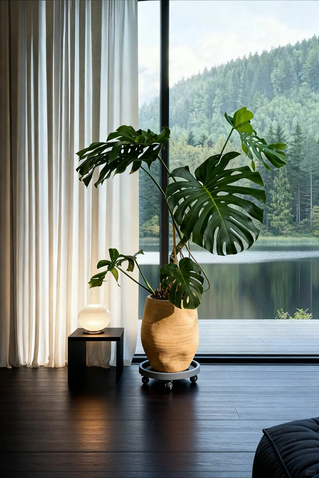 龟背竹｜1.9米“开背”绿植，把“健康长寿