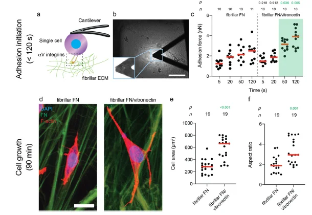 纤维基质调节组织特异性细胞反应
