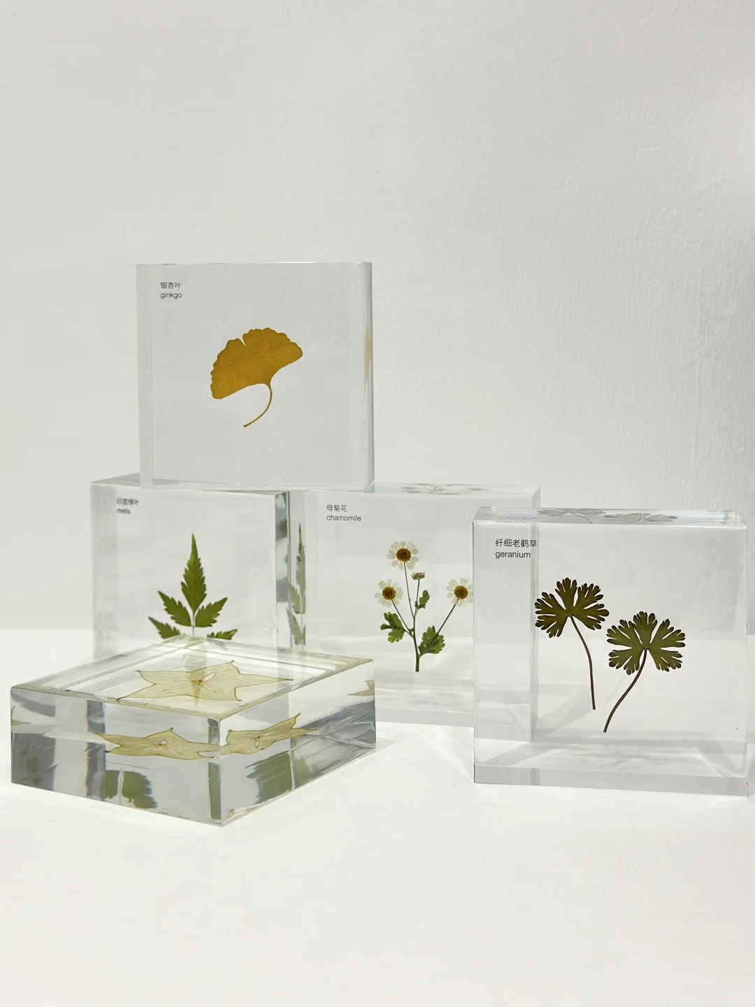 客订分享 植物标本文化墙