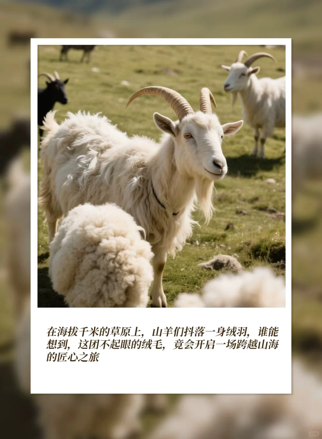 匠心工艺|听一朵绒的温暖叙述