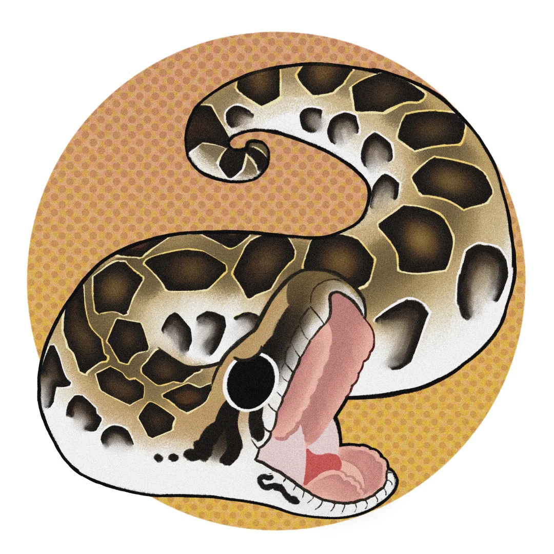 画个爬爬第一百三十五期——缅甸蟒