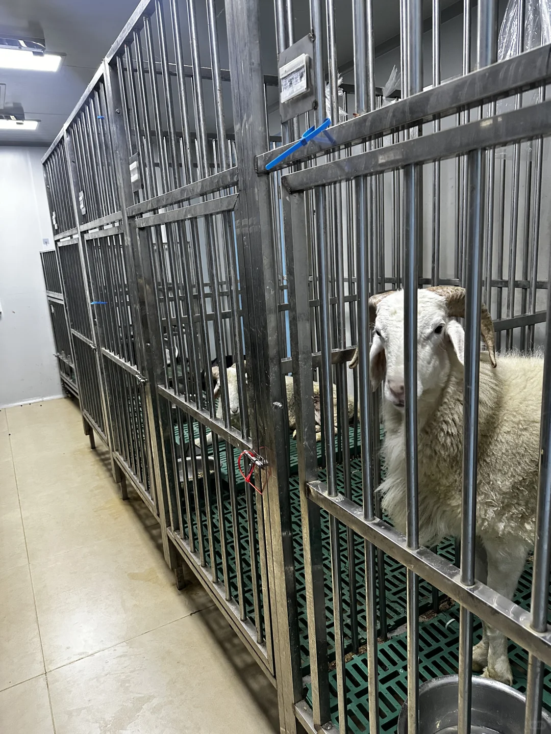 实验动物代养 | 科研路上的贴心小助手✨