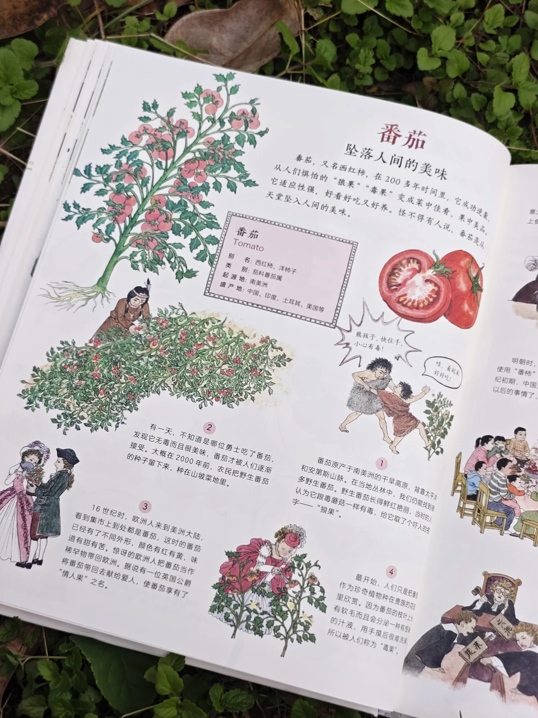 儿童农业科普绘本|纯手绘农作物科普