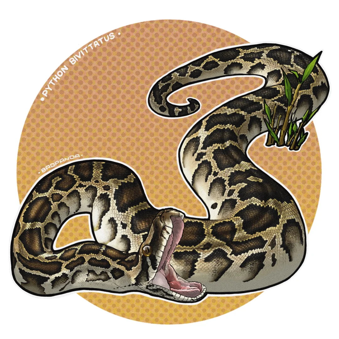 画个爬爬第一百三十五期——缅甸蟒