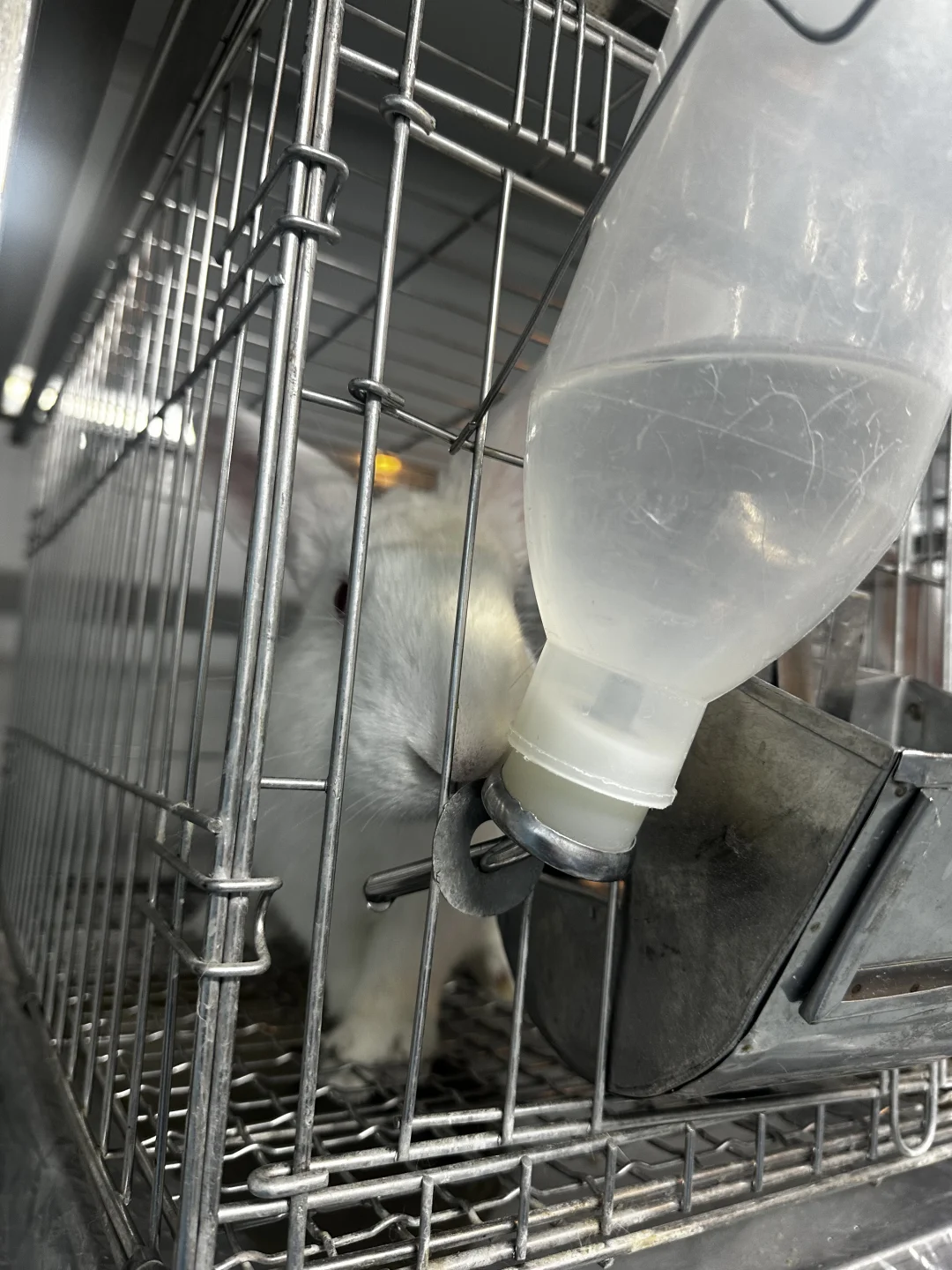 实验动物代养 | 科研路上的贴心小助手✨