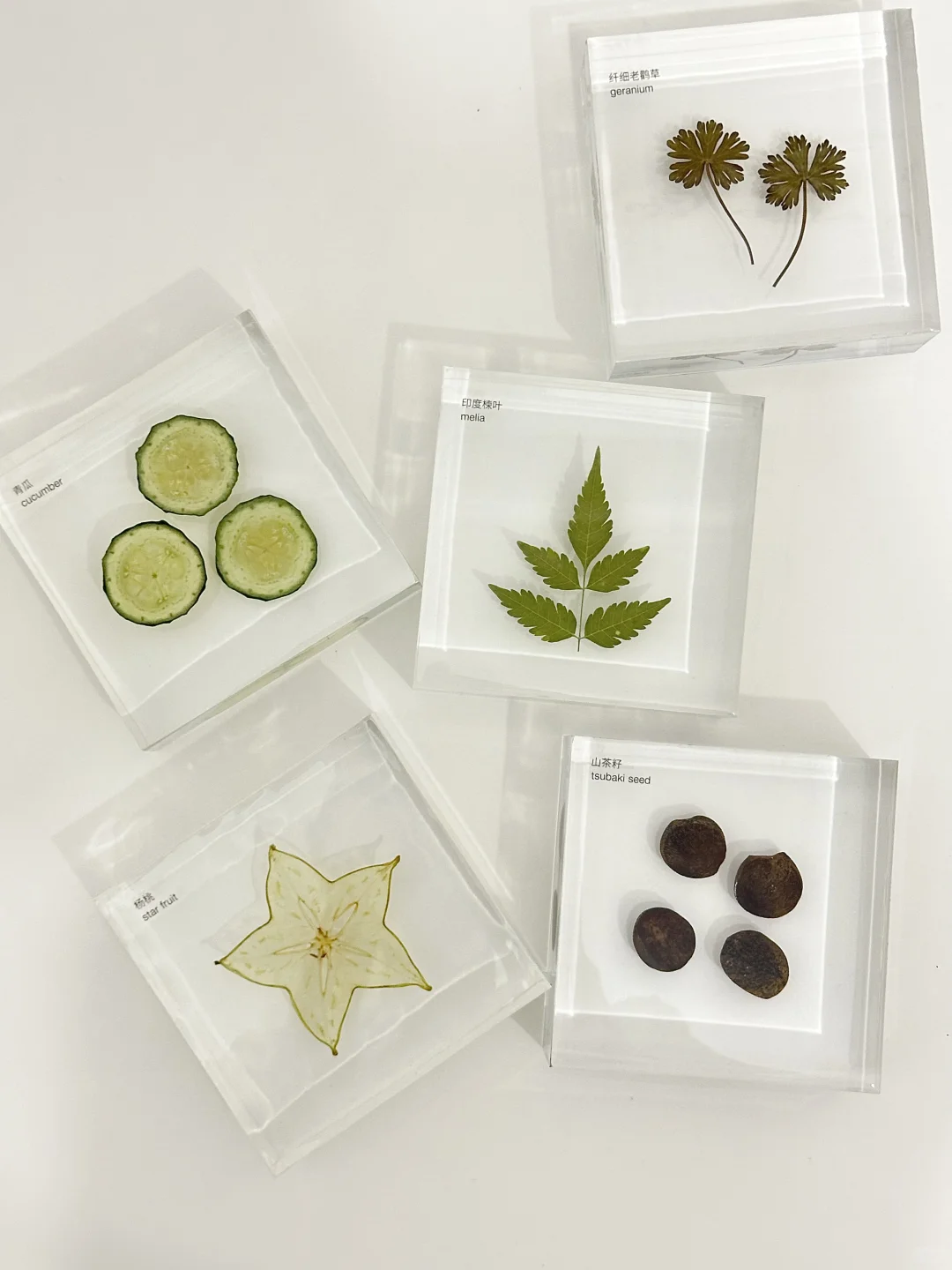 客订分享 植物标本文化墙