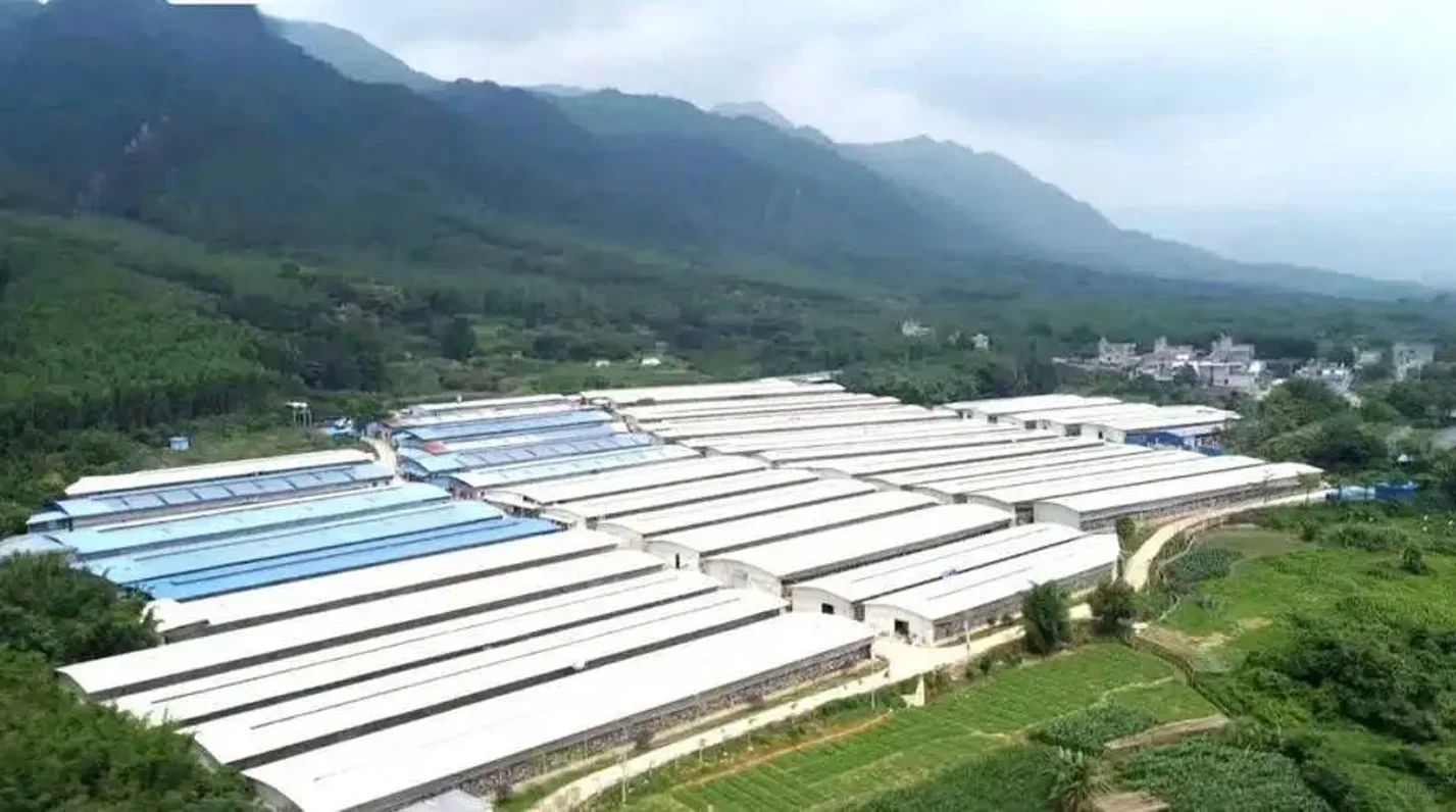 乳鸽-天顺鸽业养殖场