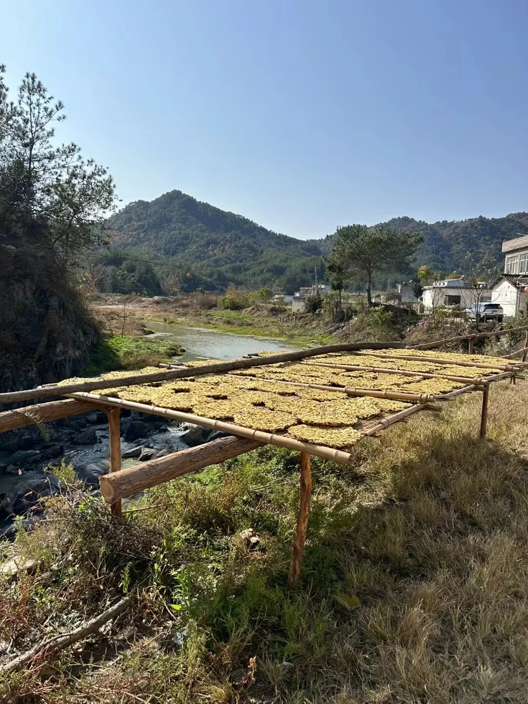 正念写画日课｜23.记得我来自菊乡