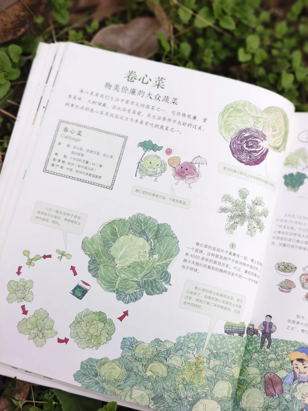 儿童农业科普绘本|纯手绘农作物科普