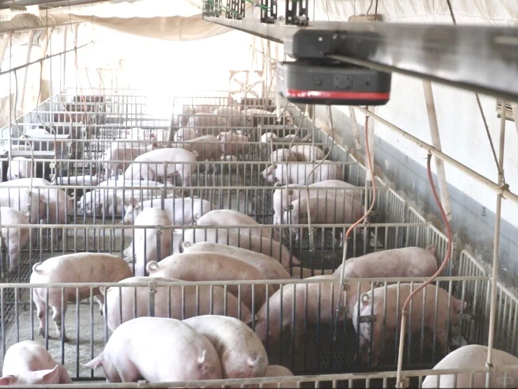 在朋友猪场打工一天，我被黑科技整不会了……