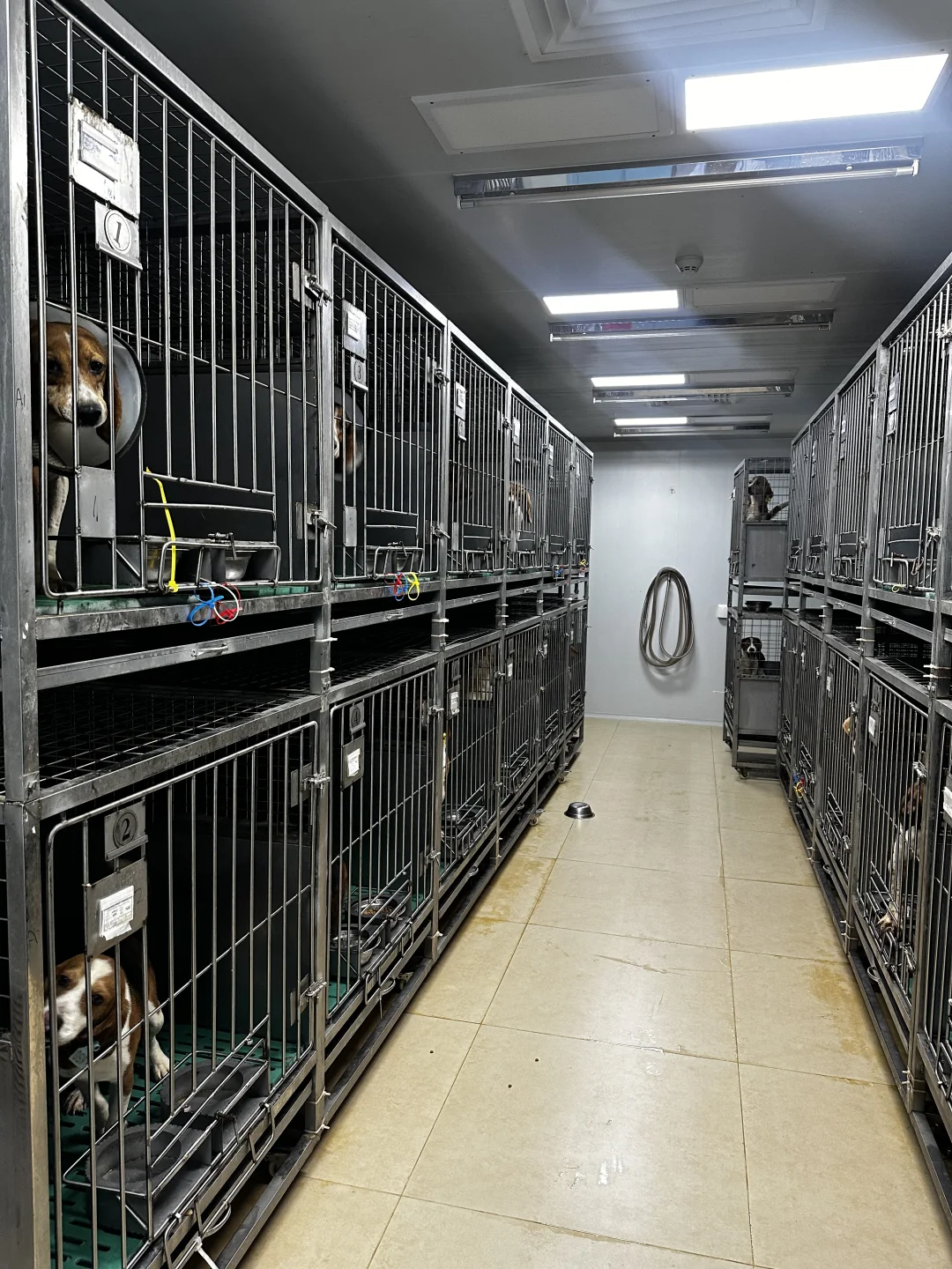 实验动物代养 | 科研路上的贴心小助手✨