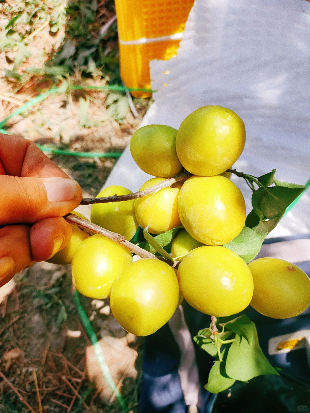 原来新疆小白杏这么稀有,一年仅20天的果期