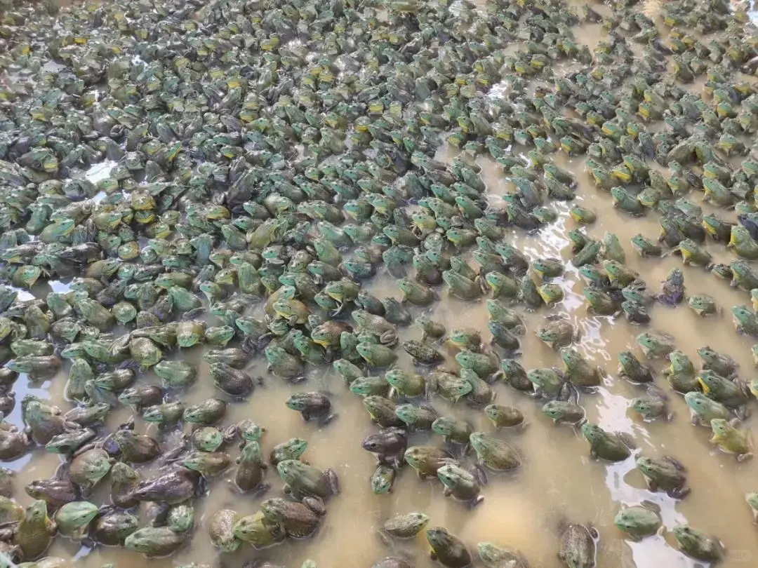 牛蛙常见的五种养殖模式都在这里!