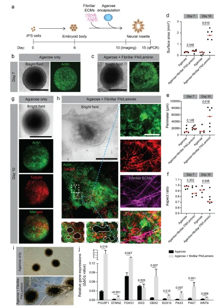 纤维基质调节组织特异性细胞反应