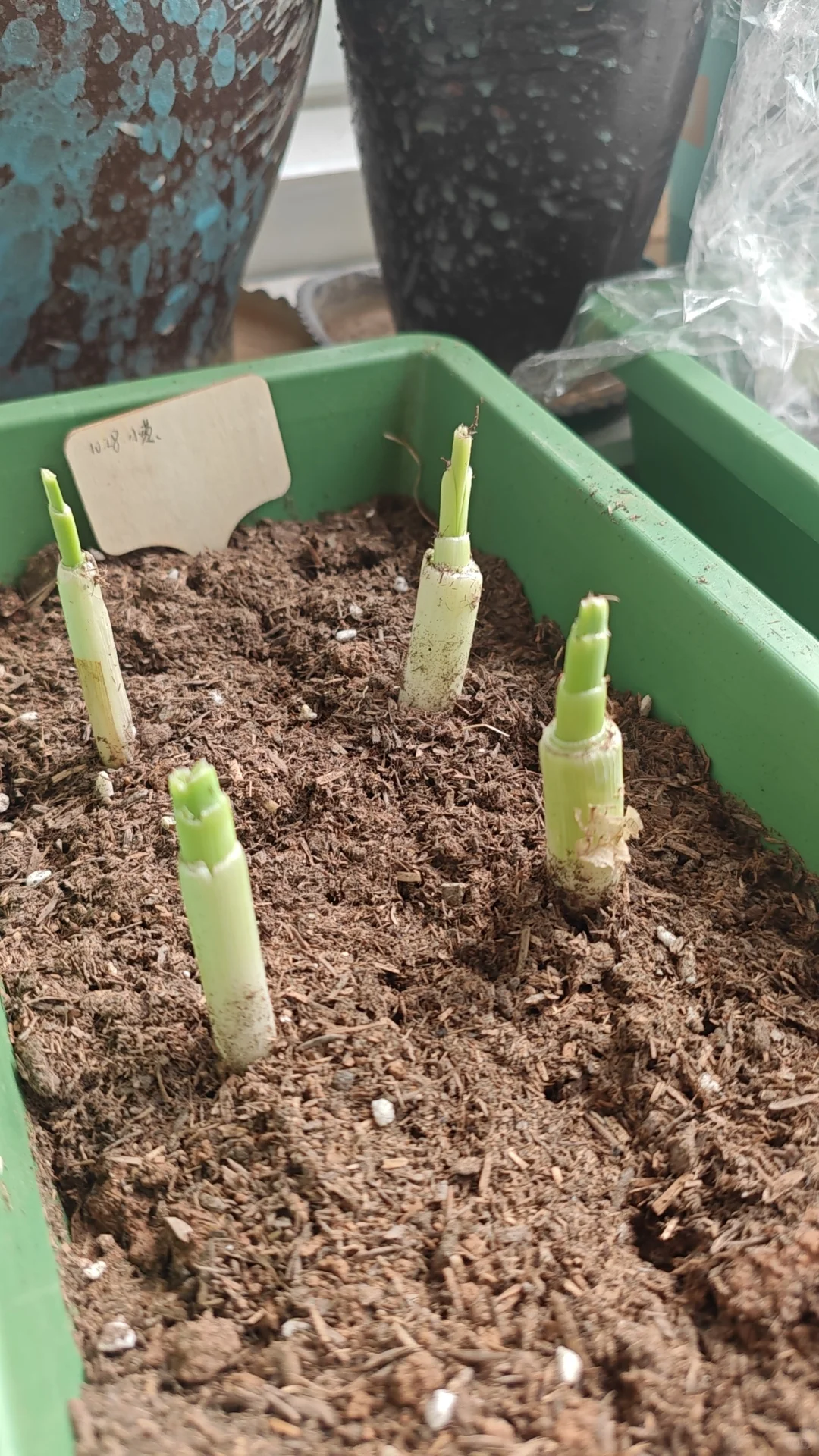 适合新手懒人种植的蔬菜清单