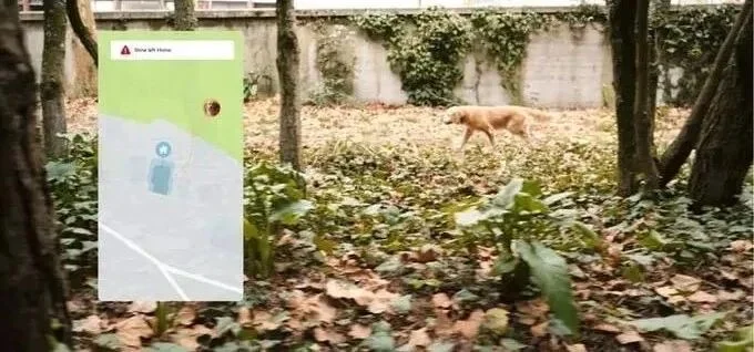 浅析Findster宠物追踪器 的分布式定位哲学