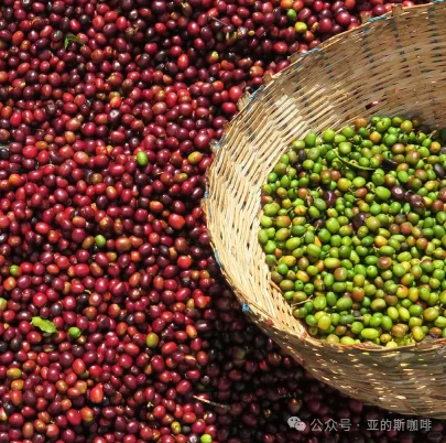 耶加雪菲 科克.夏栏处理站与超级日晒