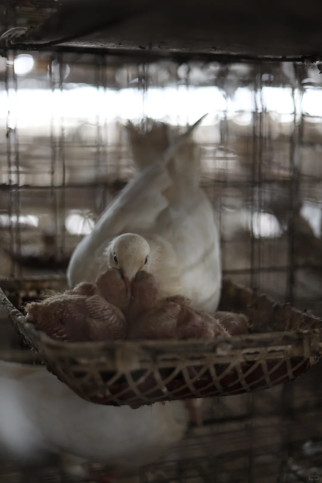 乳鸽-天顺鸽业养殖场