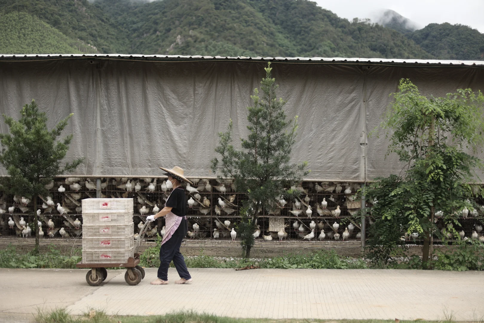 乳鸽-天顺鸽业养殖场