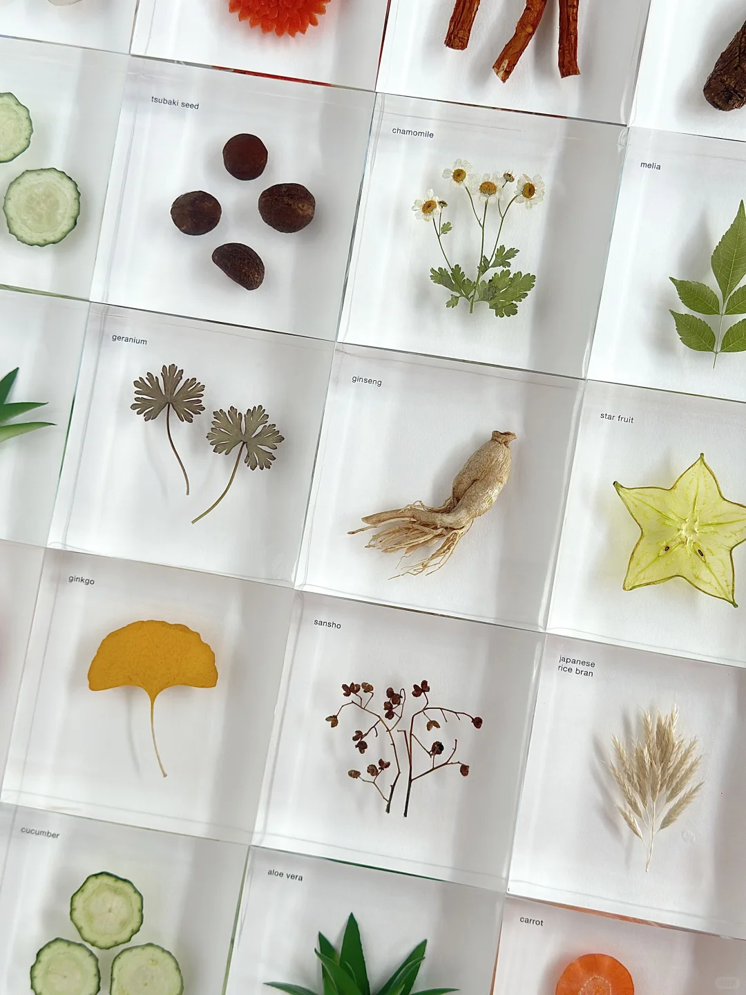 客订分享 植物标本文化墙