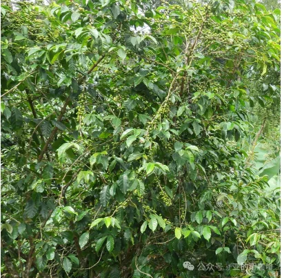 耶加雪菲 科克.夏栏处理站与超级日晒