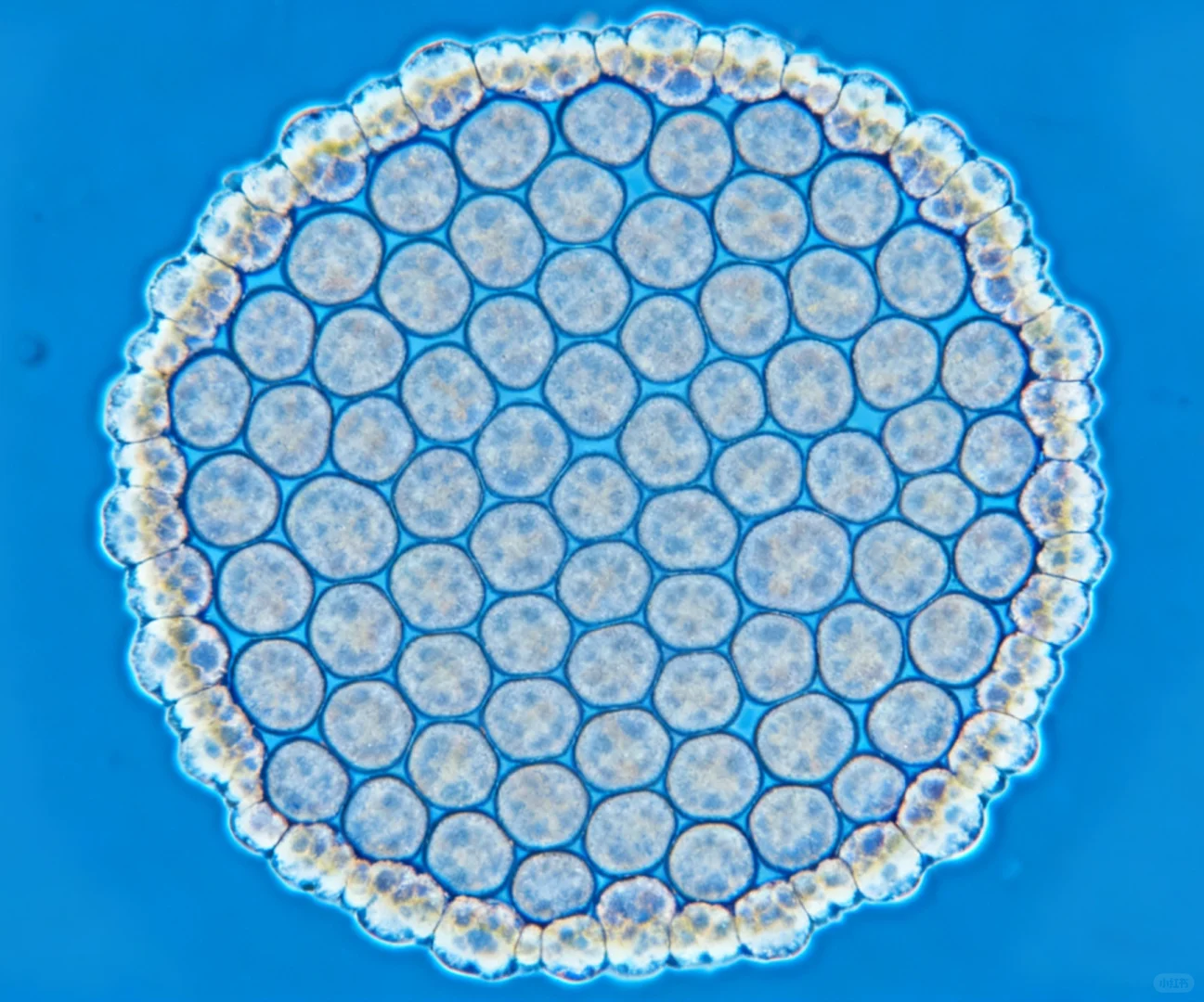 细胞平板克隆实验