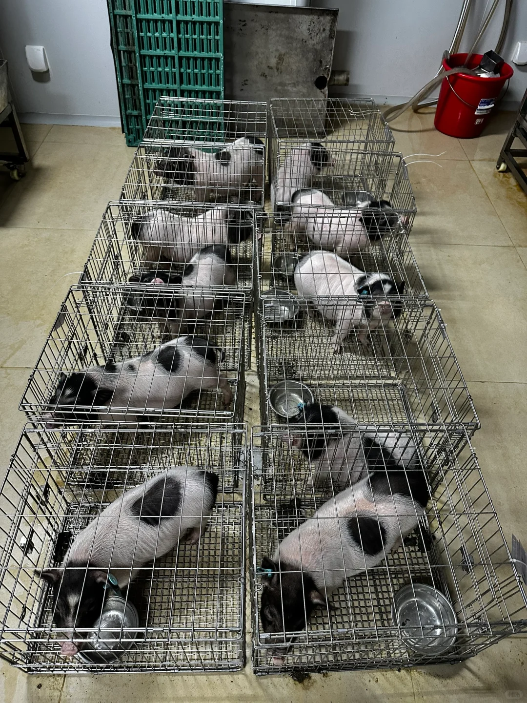 实验动物代养 | 科研路上的贴心小助手✨