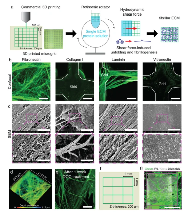 纤维基质调节组织特异性细胞反应