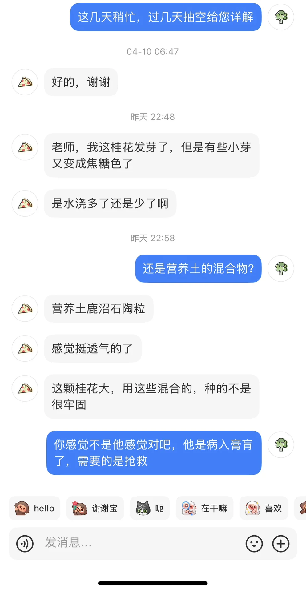 苦口婆心劝说救桂花