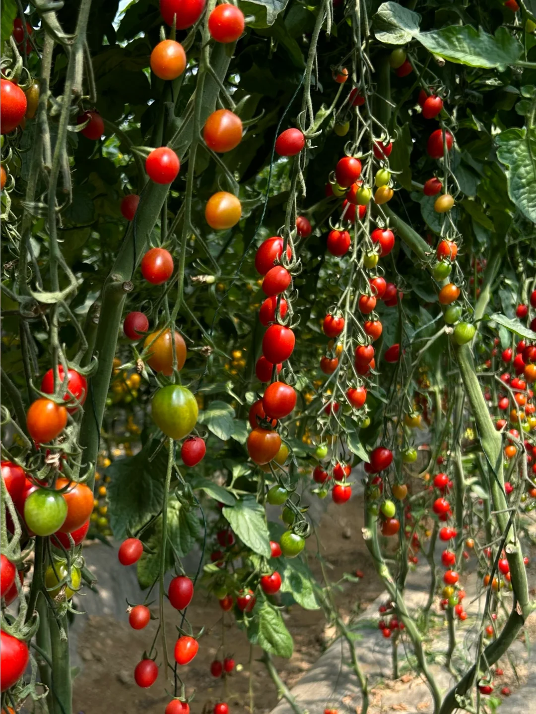 在大理的宝藏有机农场摘到了十几种瓜果