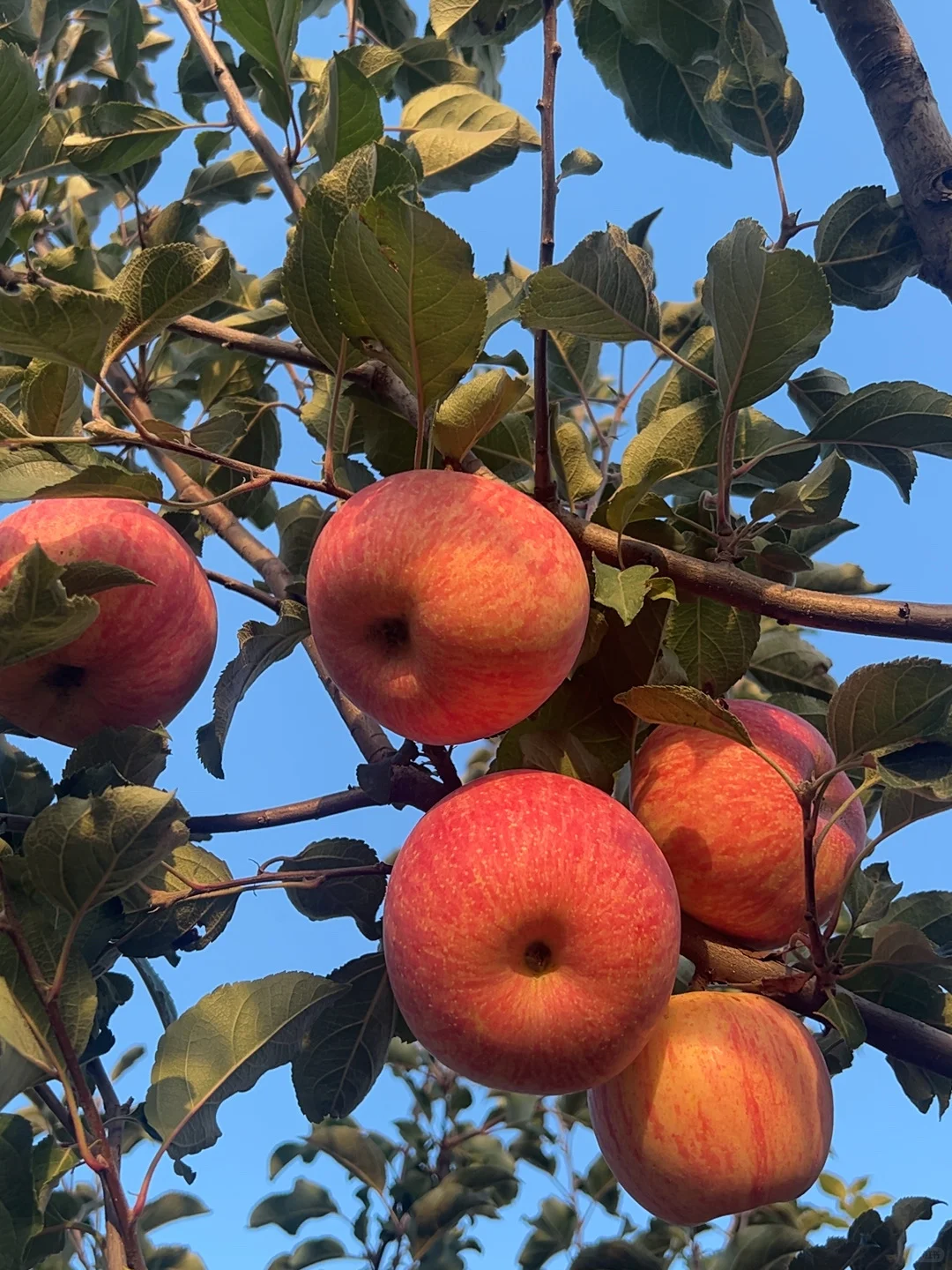 朴素耐劳不是农民的代名词