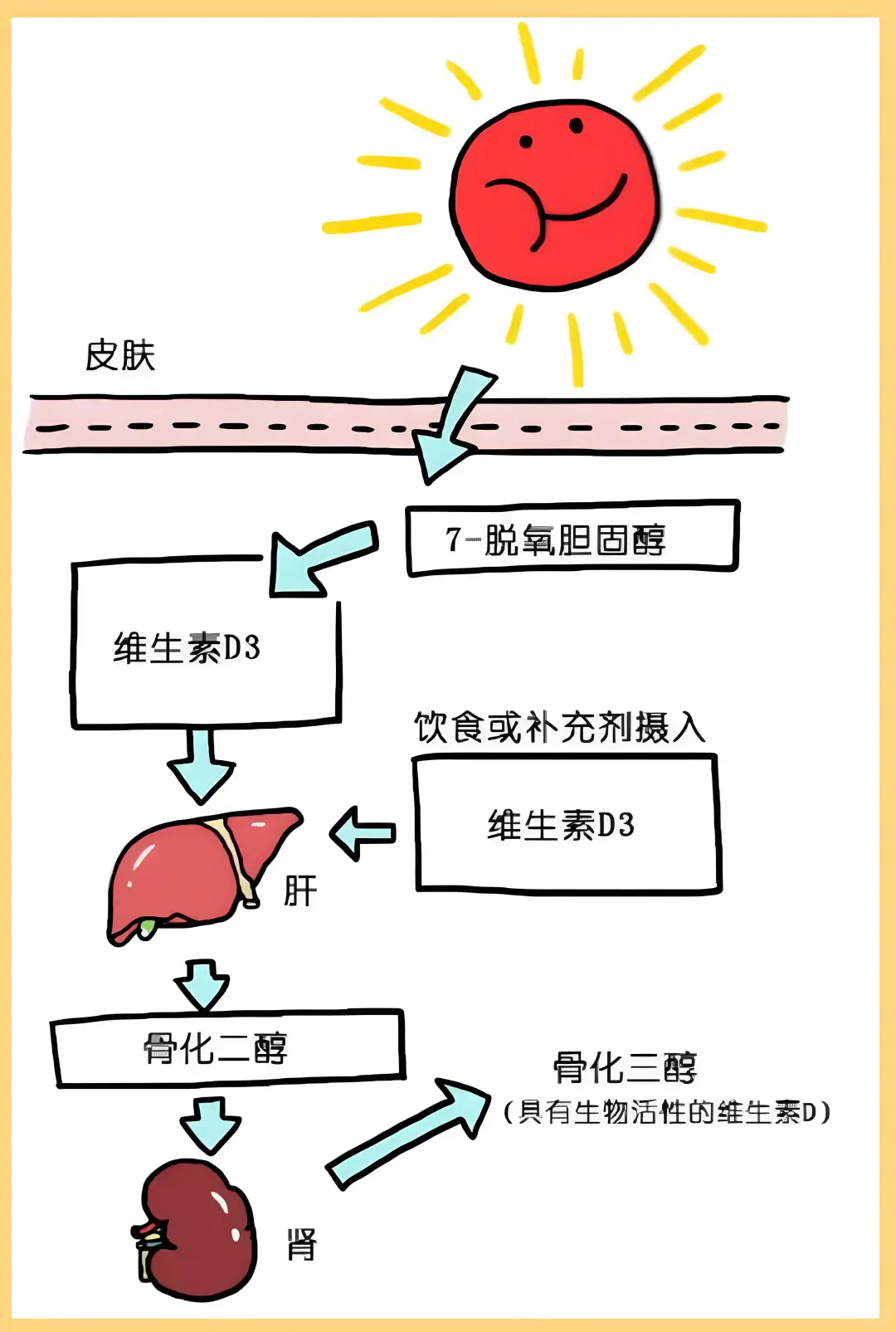 维生素D家族三兄弟｜补钙护骨必看干货！