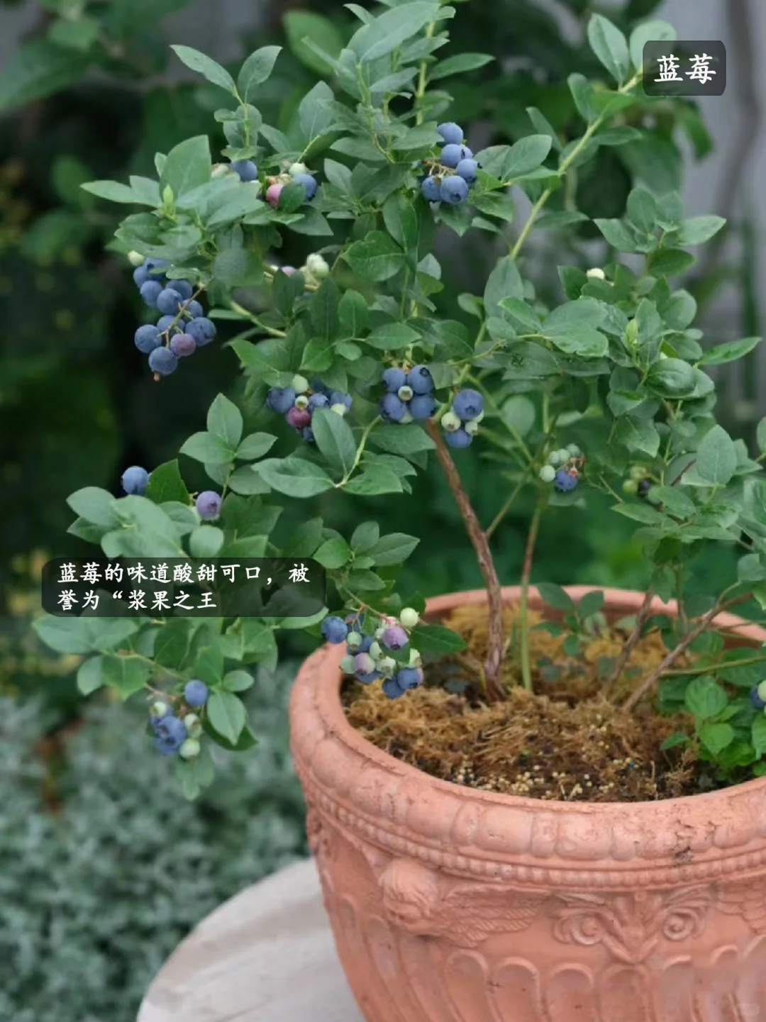 5种适合家里种的水果,好吃又好看